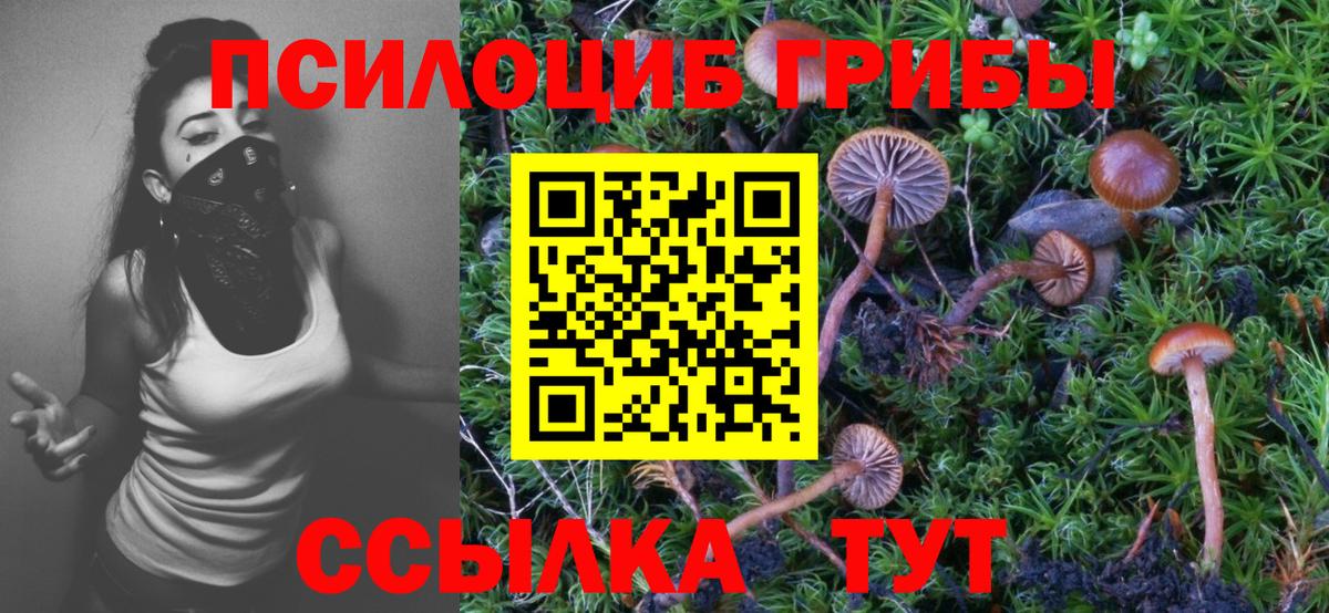 Галлюциногенные грибы Psilocybine cubensis Полысаево